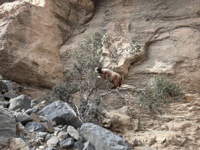 Grand Canyon 5