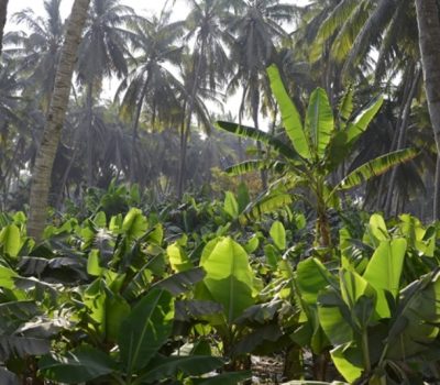 Salalah Plantation 1
