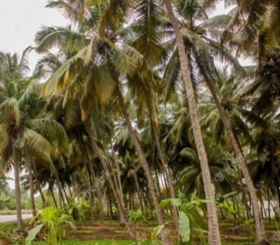 Salalah Plantation 2