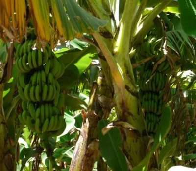 Salalah Plantation 3