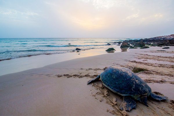 Turtle 2